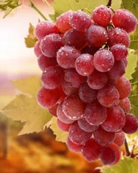Процедура виноградное обертывание в Павлово